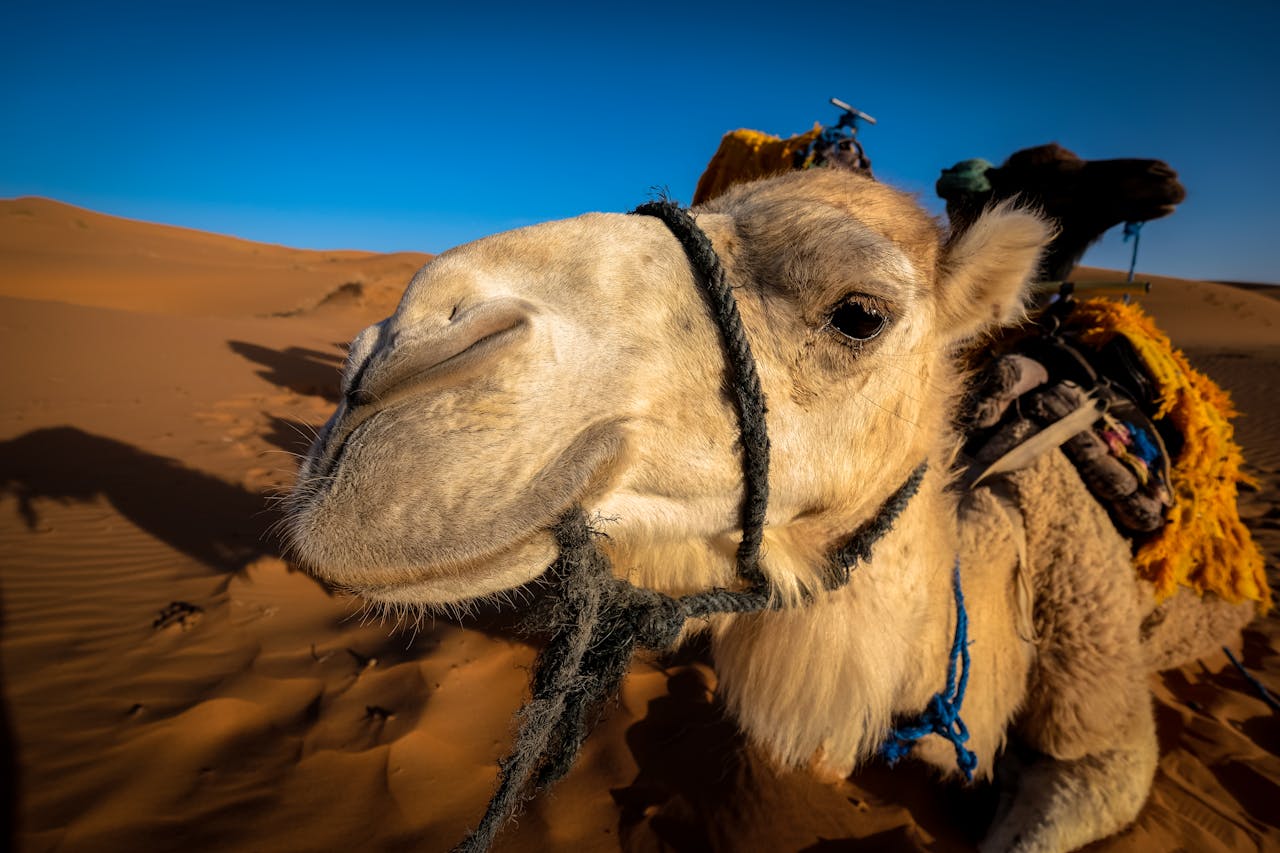 Captured in the sand dunes of Ksar Tanamouste, Morocco, this camel awaits a desert adventure.